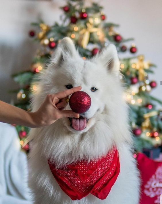 https://astroluna.rs/wp-content/uploads/2023/12/ddcf4ddd73d6d61d343fbd8cfc255999.jpg
