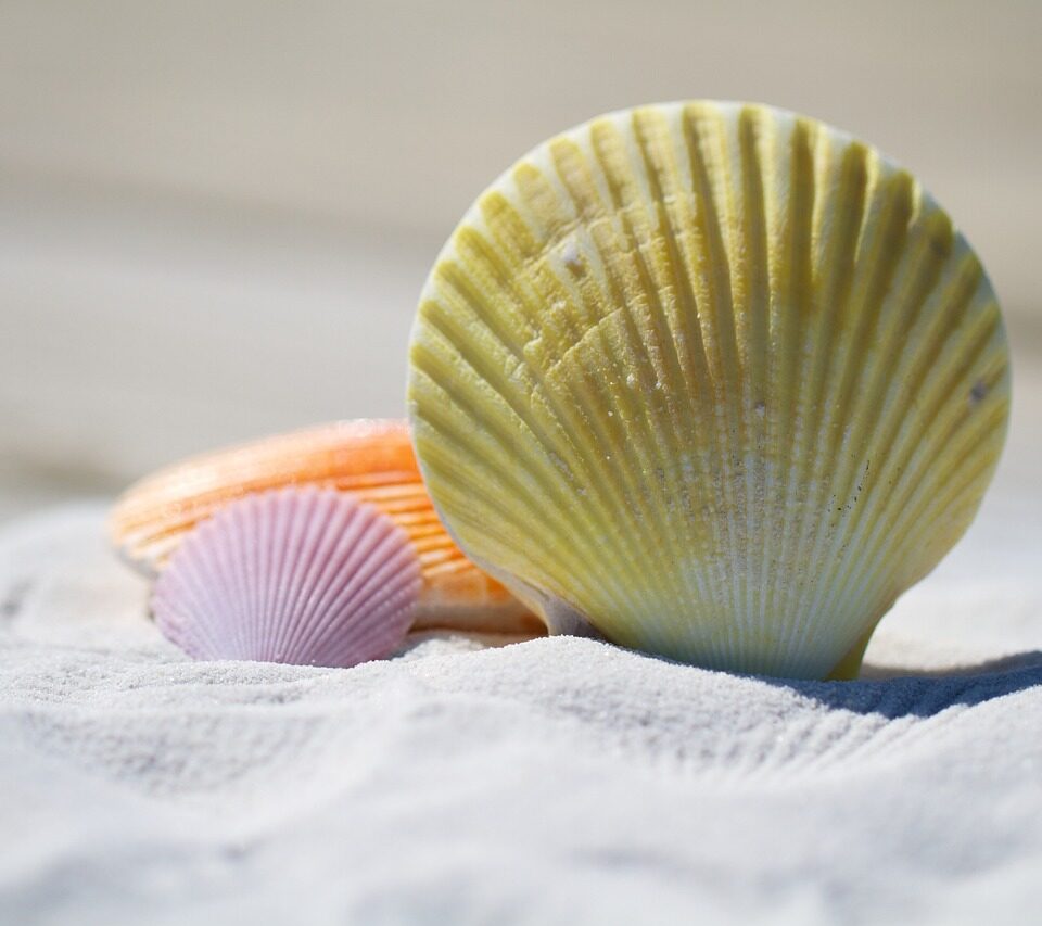 https://astroluna.rs/wp-content/uploads/2024/06/shells-792912_1280-960x853.jpg